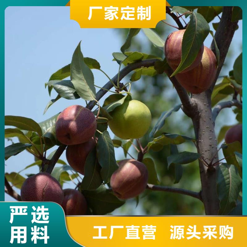庐山绿宝石梨树苗品种纯价格低