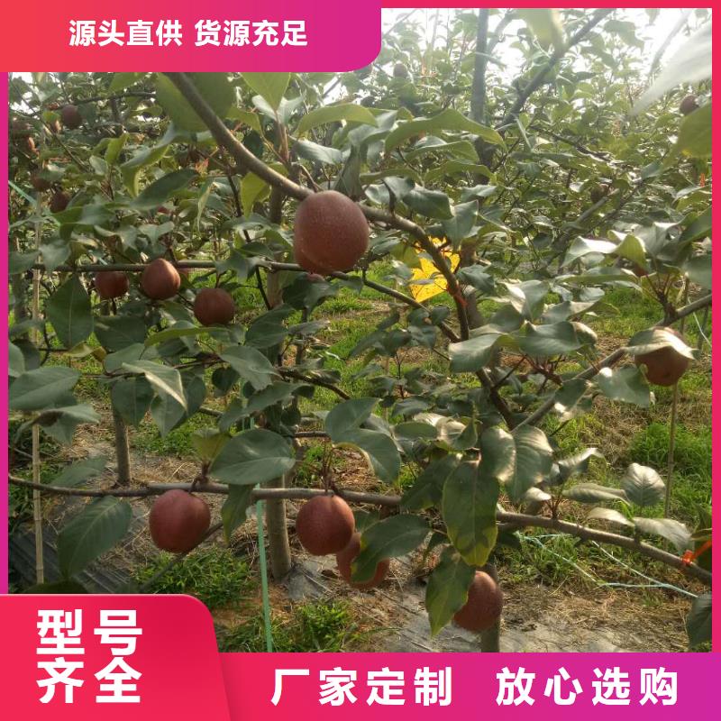潞城胭脂红梨树苗保品种保成活