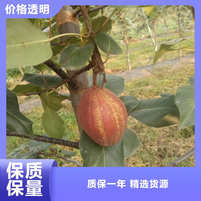 广宗3公分梨树苗保品种保成活