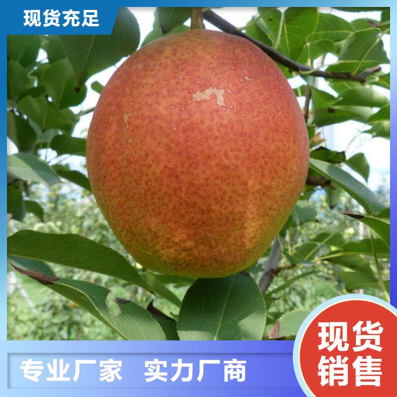 汉阳丑梨树苗品种纯价格低