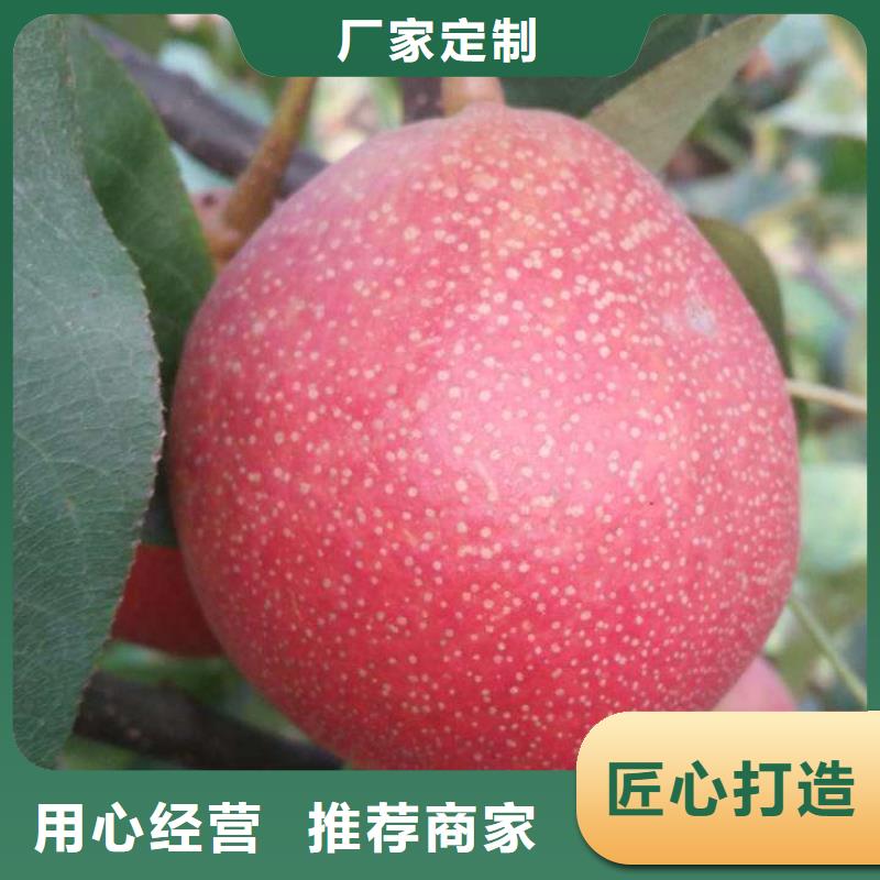 南漳苏翠一号梨树苗种苗大量供应价格低