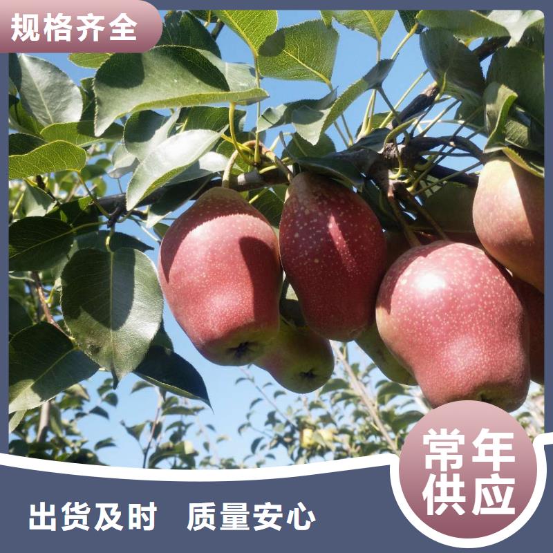 宁南丹霞红梨树苗多少钱