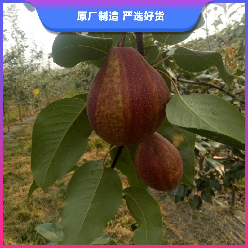 广宗3公分梨树苗保品种保成活