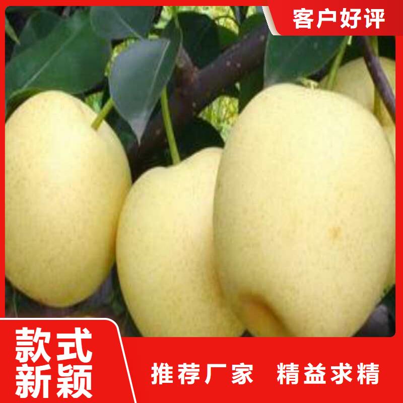 礼县皇冠梨树苗品种纯价格低