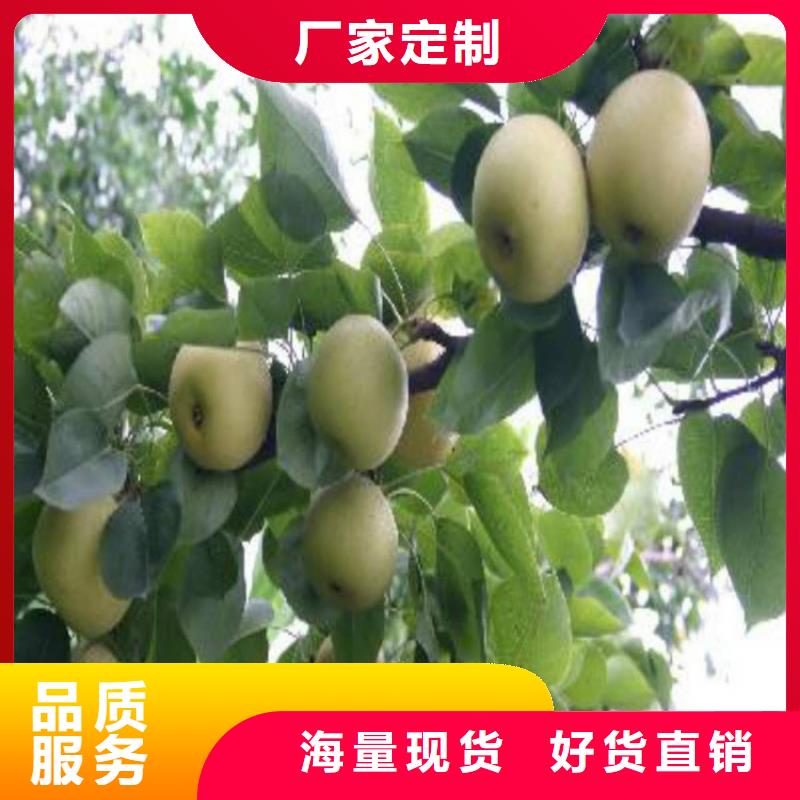 沐川胭脂红梨树苗保品种成活