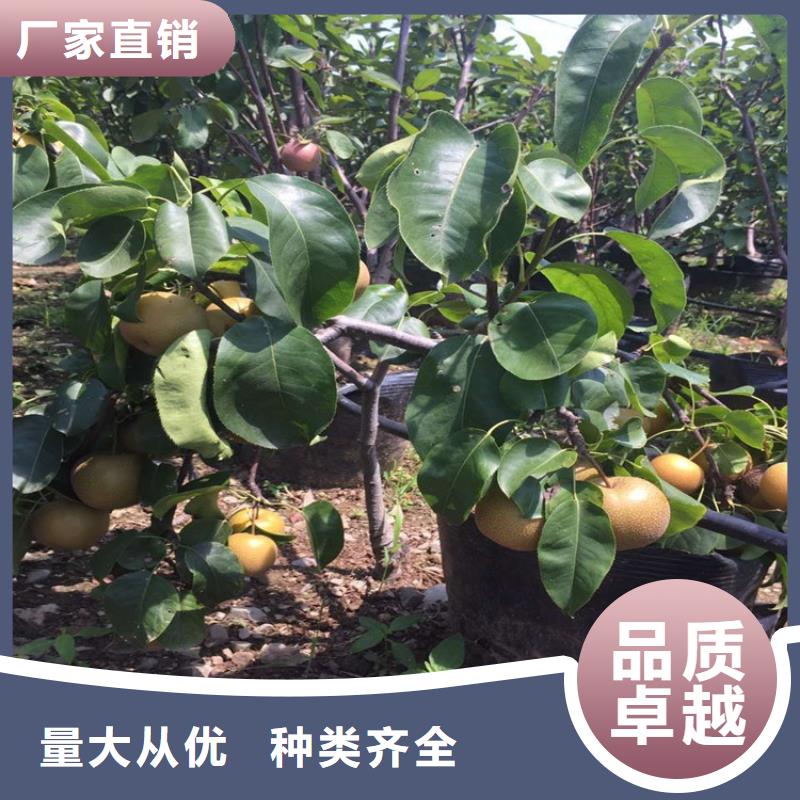 潞城胭脂红梨树苗保品种保成活