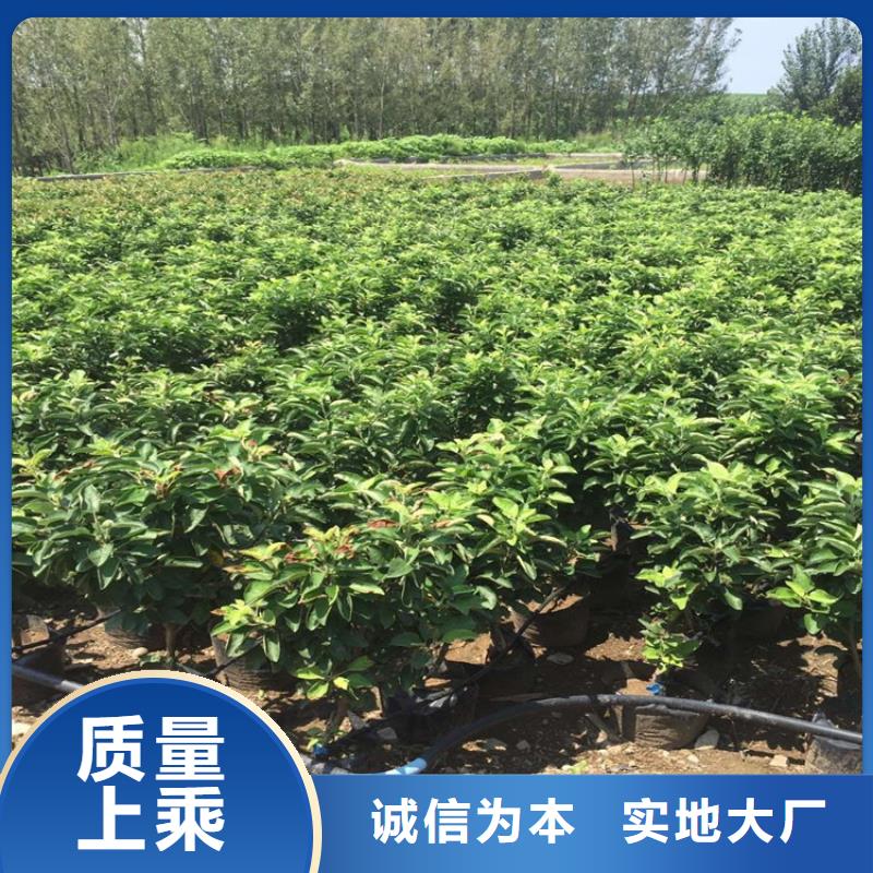 庐山绿宝石梨树苗品种纯价格低