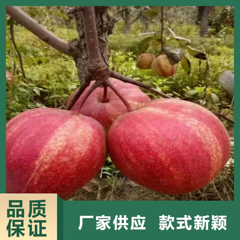 [润鑫]城固红香酥梨树苗   