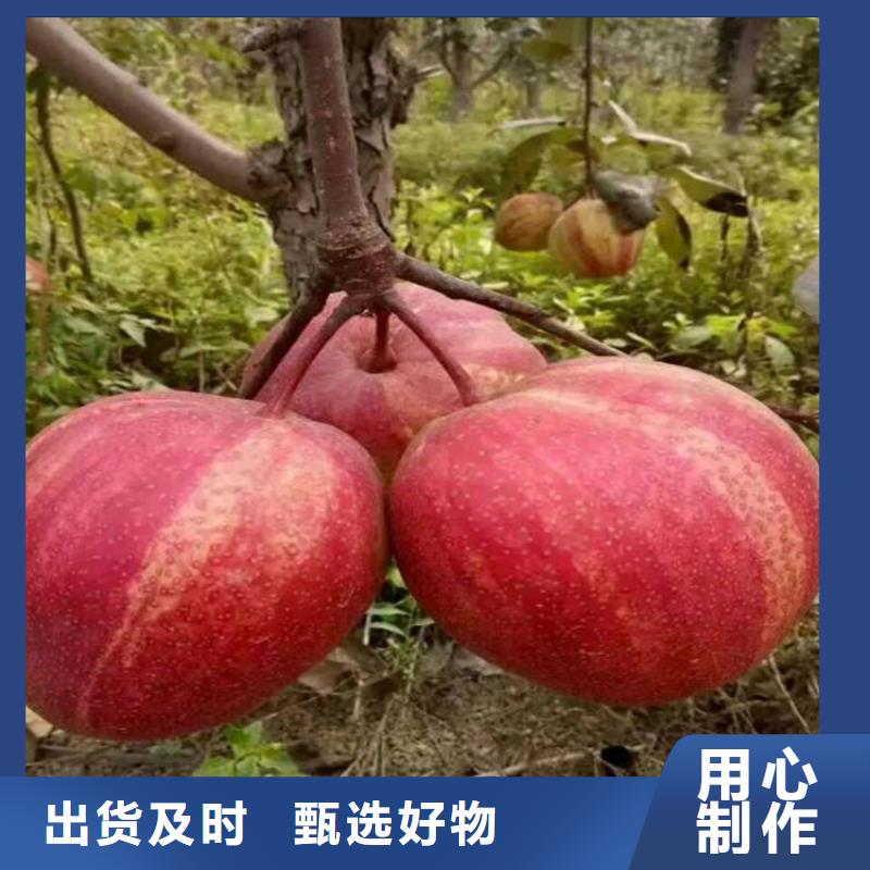 志丹红香酥梨树苗育苗基地