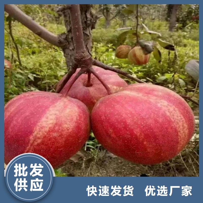 [润鑫]凤城早红香酥梨树苗大量  