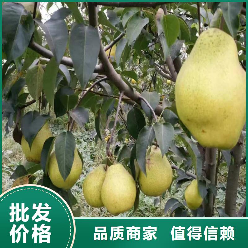《润鑫》横峰丑梨树苗品种纯签订合同