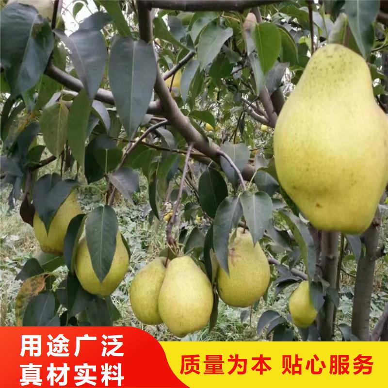 源头厂商[润鑫]早酥红梨树苗保品种保成活