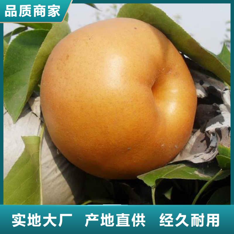 《润鑫》天心红香酥梨树苗保品种成活