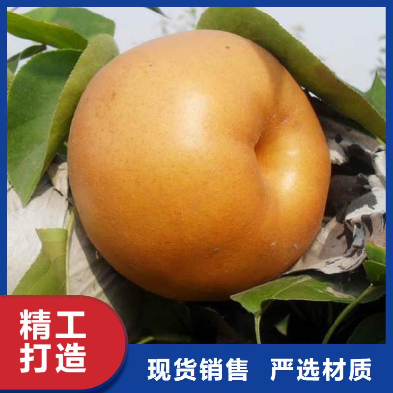 【润鑫】元宝库尔勒香酥梨树苗品种纯价格低