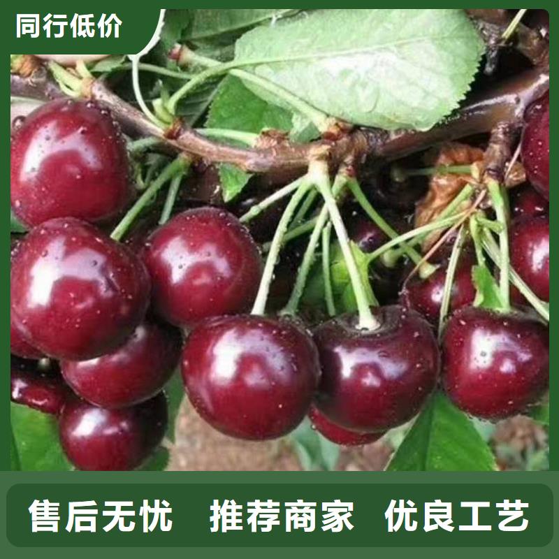 盐田红灯樱桃树苗种苗大量供应价格低