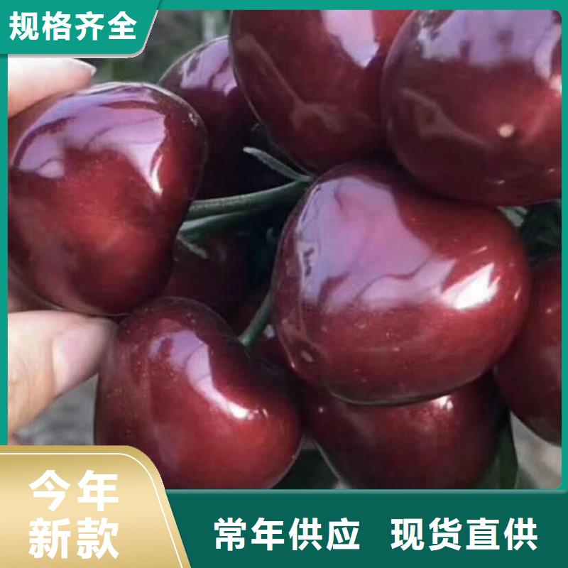 樱桃-樱桃质量可靠源厂直接供货