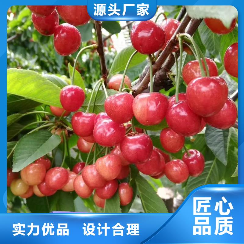 《日照》品质矮化吉塞拉12号樱桃树苗免费赠送栽种管理技术