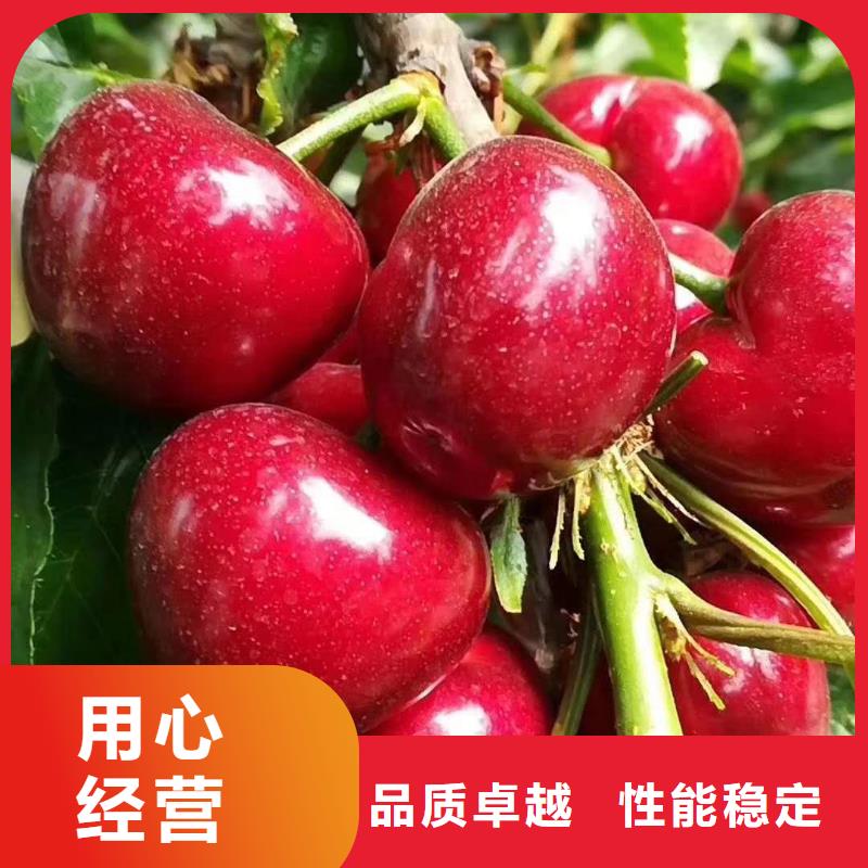 盐田红灯樱桃树苗种苗大量供应价格低