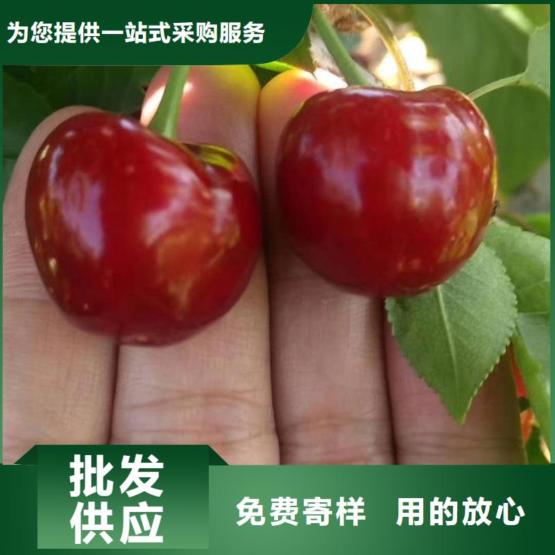 当年坐果大樱桃树苗保品种保成活