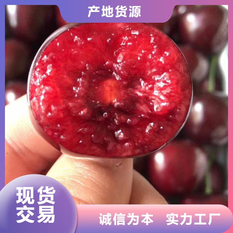 【图】樱桃厂家直销细节严格凸显品质