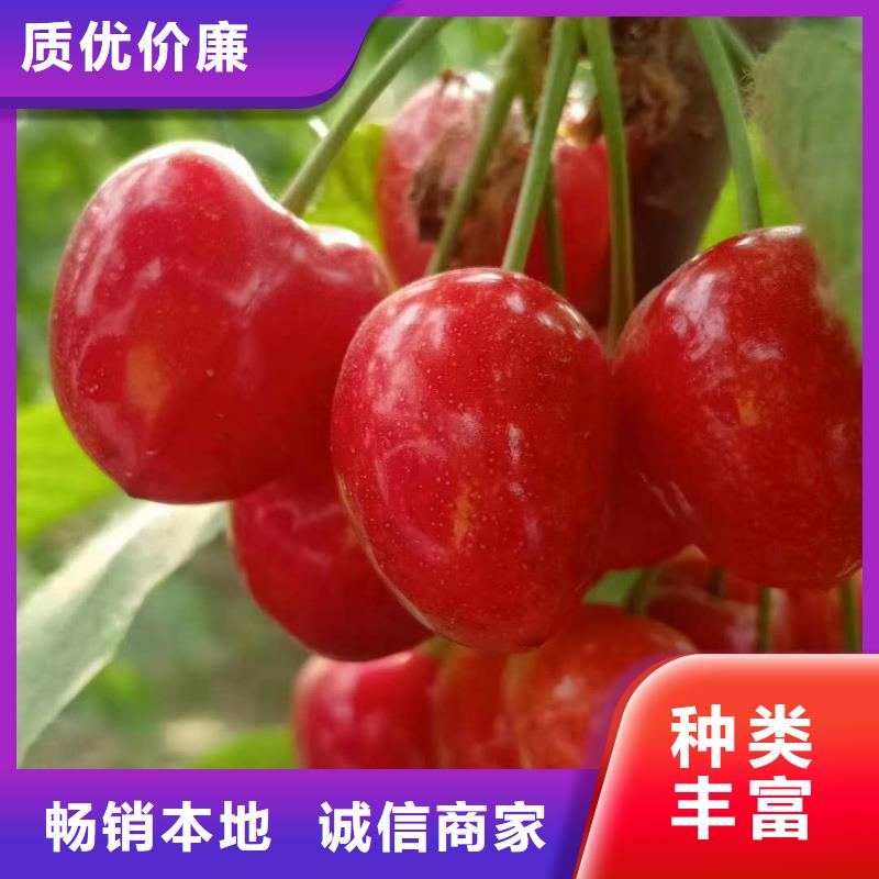 安徽生产吉塞拉矮化大樱桃树苗实地考察购苗