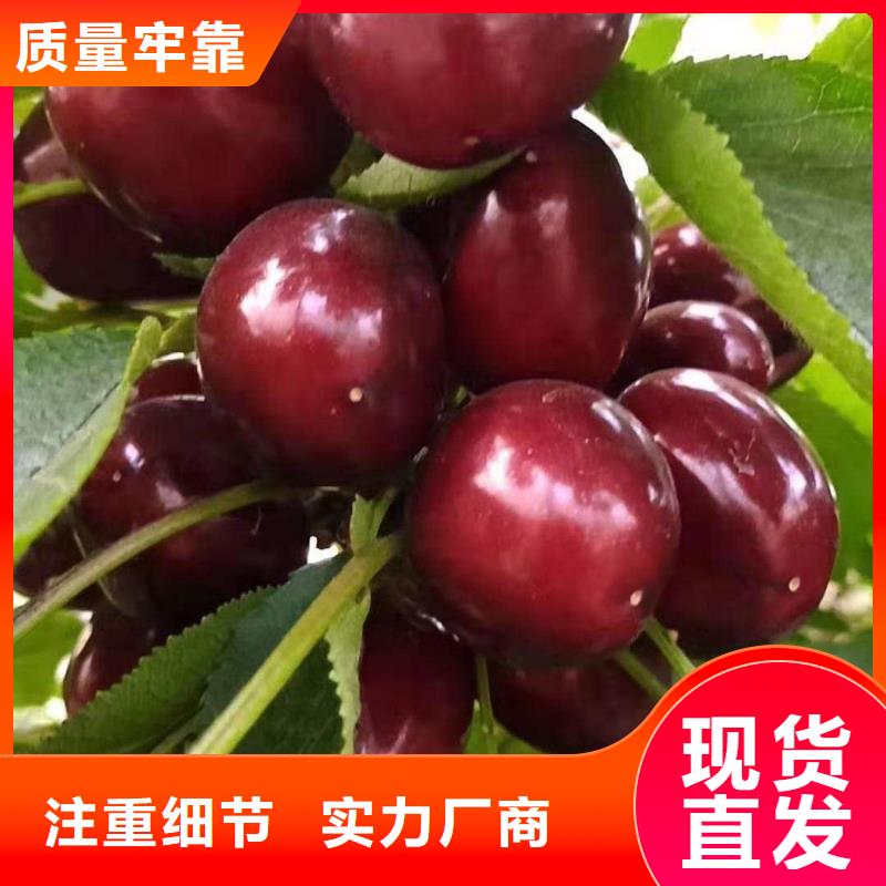 [润鑫]闵行矮化大樱桃2-5年树苗农户自己种植无中间商