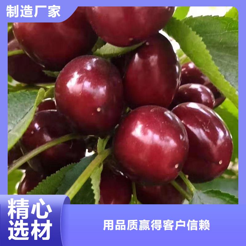 [润鑫]东城矮化大樱桃2-5年树苗农户自己种植无中间商