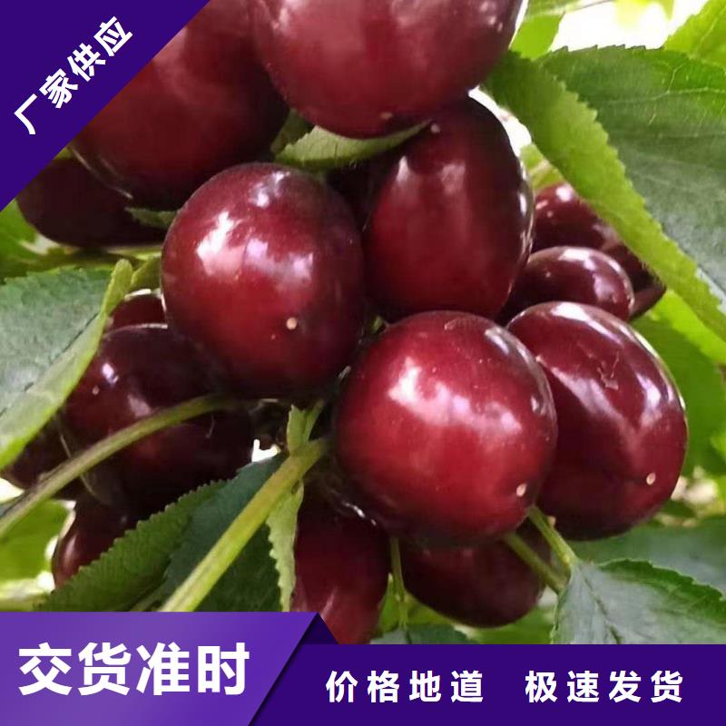 购买<润鑫>黑珍珠大樱桃树苗价格大量  