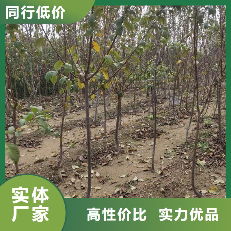 白塔茵红李子树苗种苗大量供应价格低