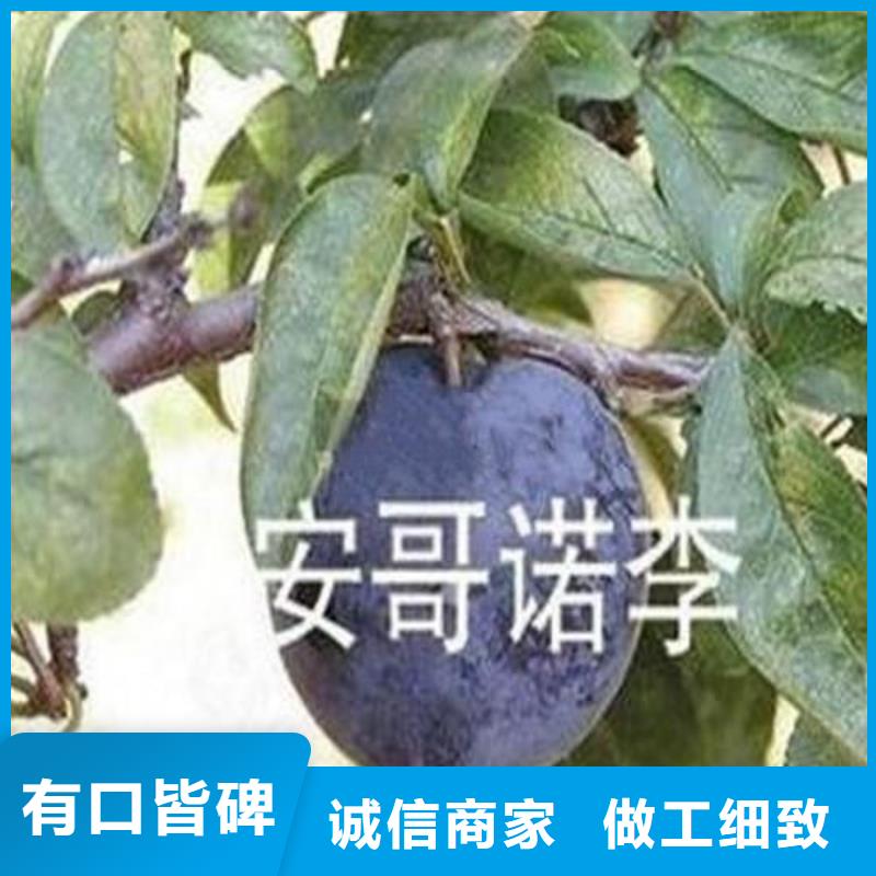 尚义秋红李子树苗种苗大量供应价格低