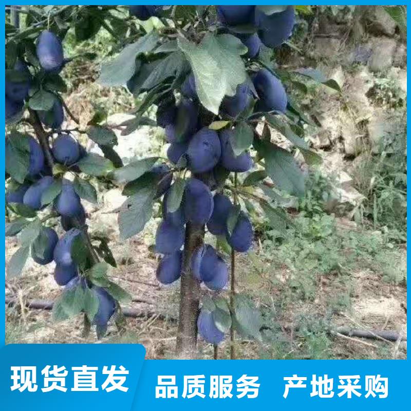 [润鑫]郸城美国杏李树苗保品种成活