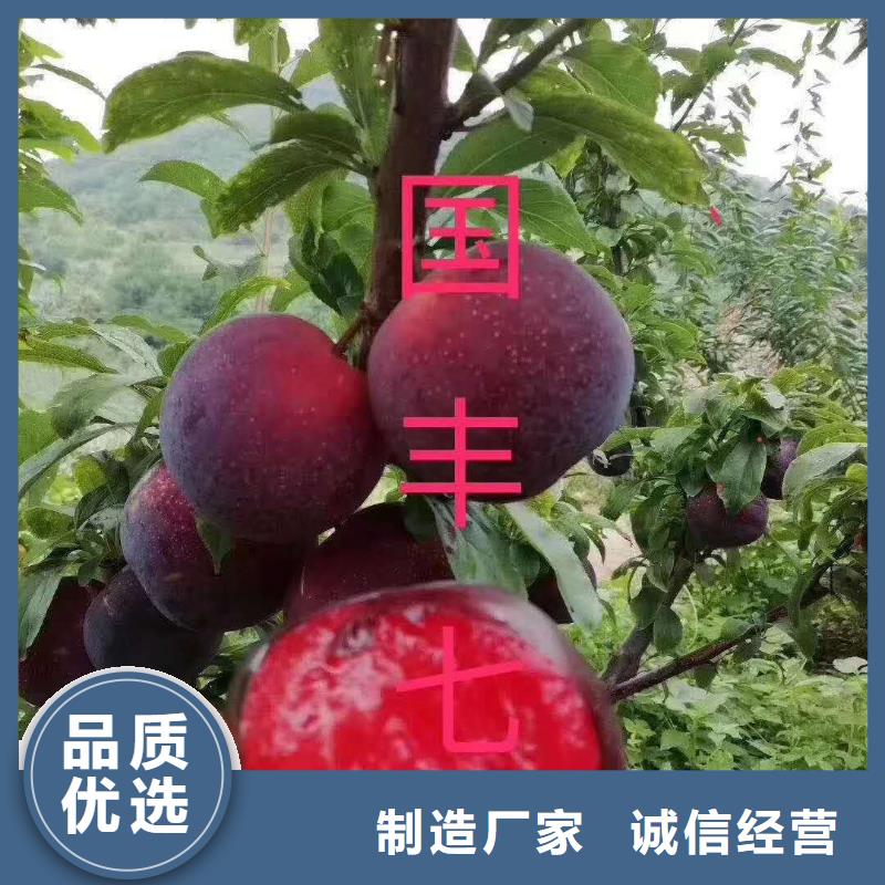 <润鑫>和县国丰3号李子树苗品种纯签订合同