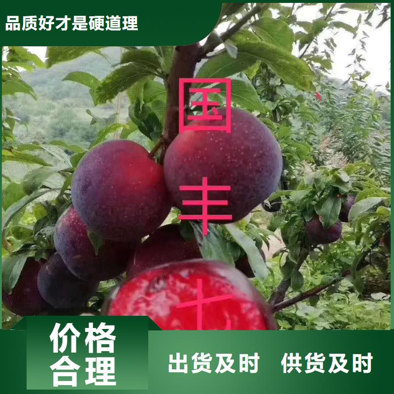 [润鑫]平和脆红李子树苗品种纯