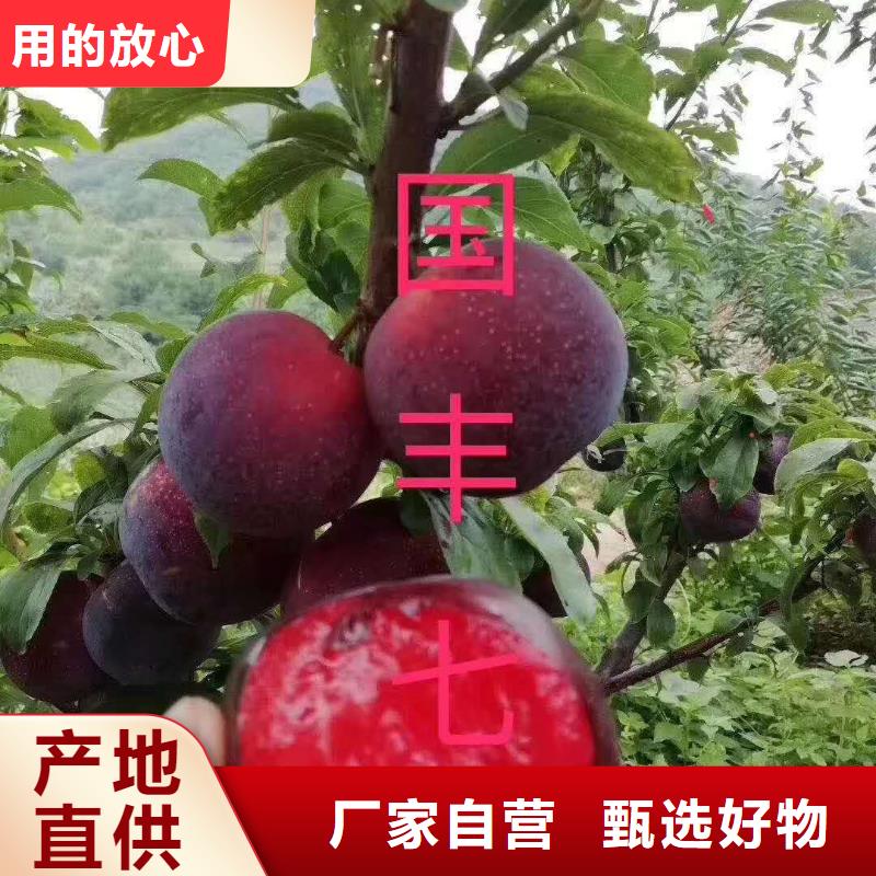 《润鑫》淄川国丰7号李子树苗品种纯价格低