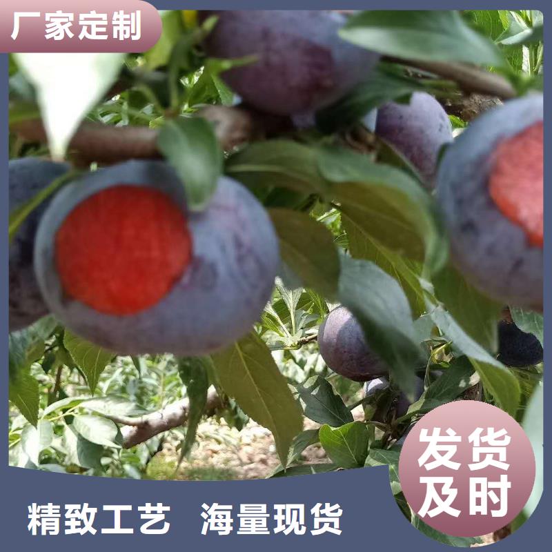 临桂脆红李子树苗保品种成活
