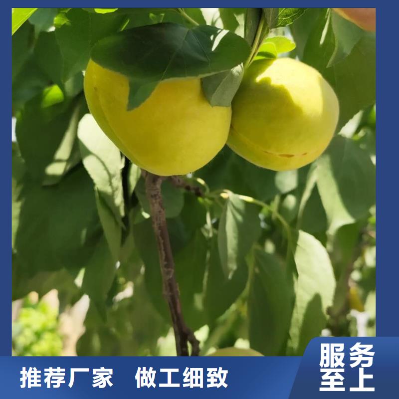 供应杏树高标准高品质