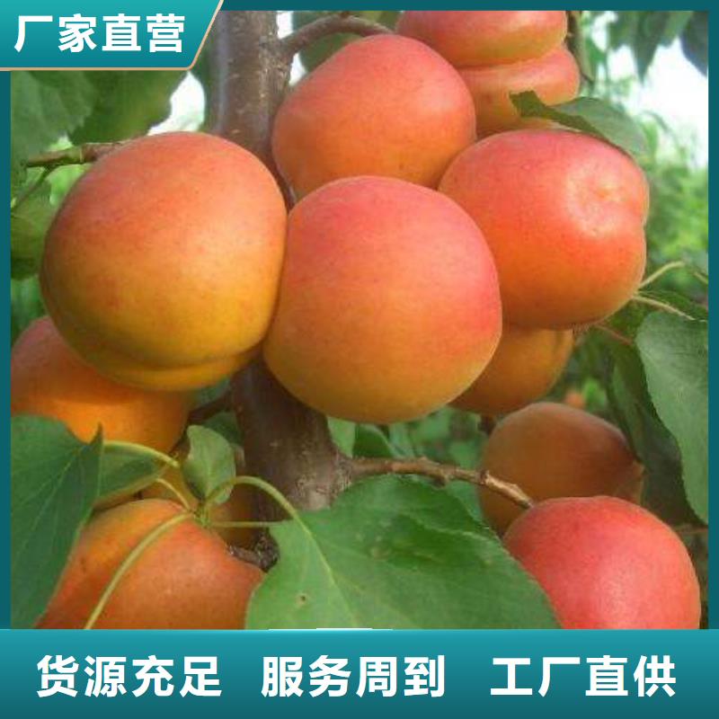 扎达杏仁鲜食杏树苗免费赠送栽种管理技术