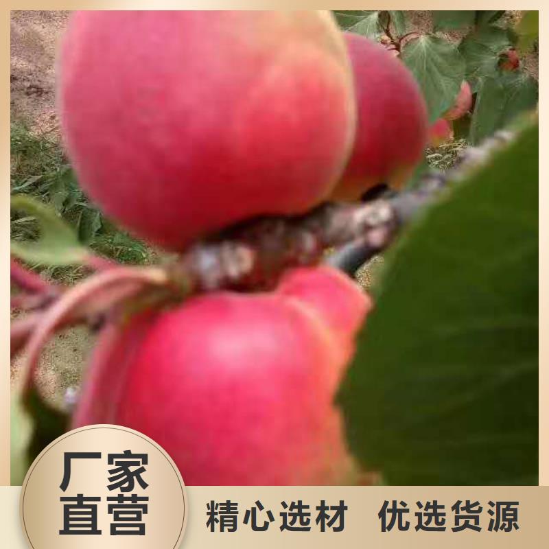 《阿里》当地定植2-5公分杏树苗栽培管理技术