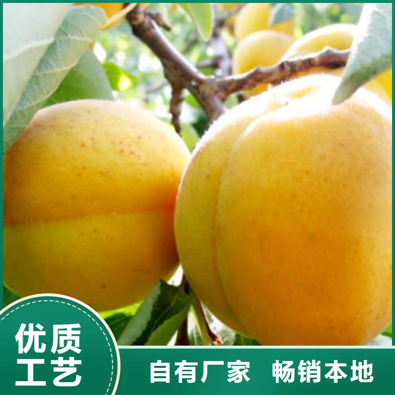 八宿杏仁鲜食杏树苗价格大量  