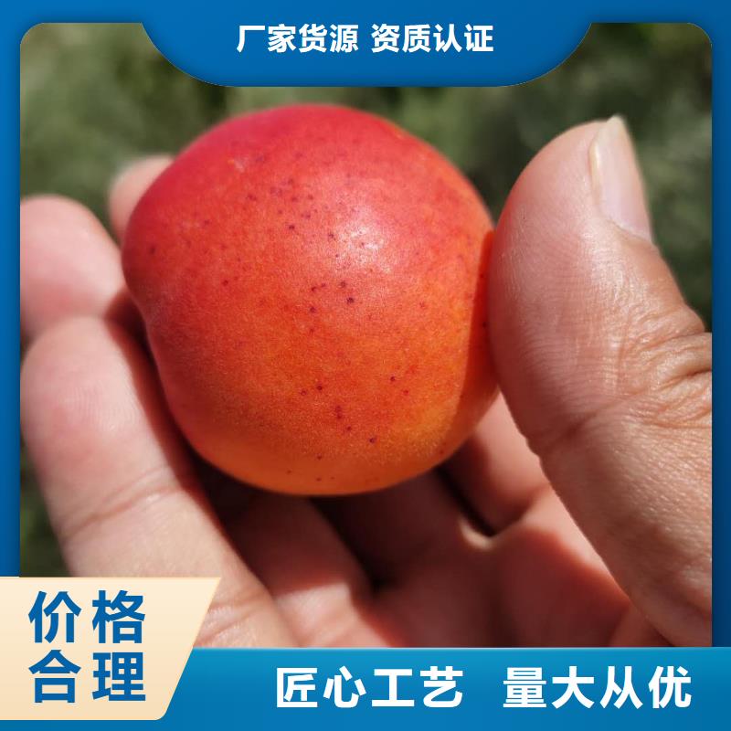杏树、杏树生产厂家-质检严格放心品质