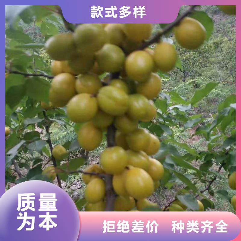 [润鑫]绥滨定植2-5公分杏树苗品种纯