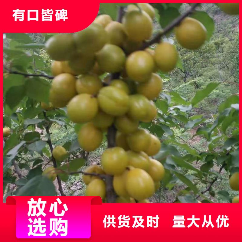 《润鑫》五华胭脂红杏树苗保品种保成活