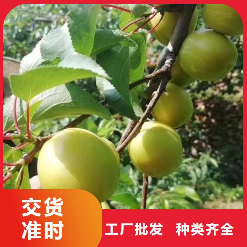 当年坐果杏树苗品种纯