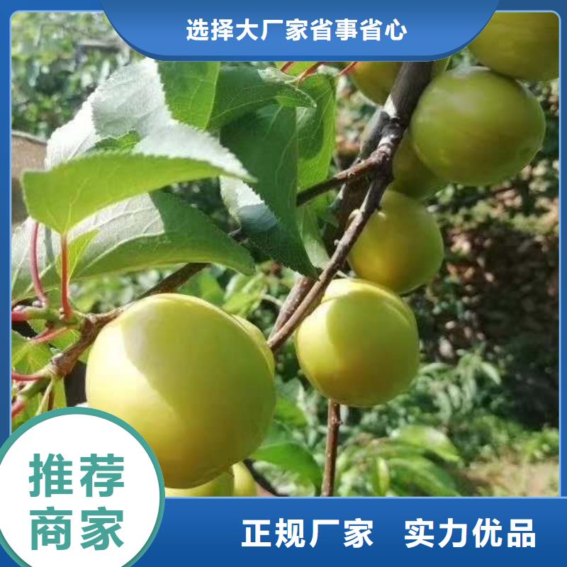 呈贡大规格5-10公分杏树苗供应厂家
