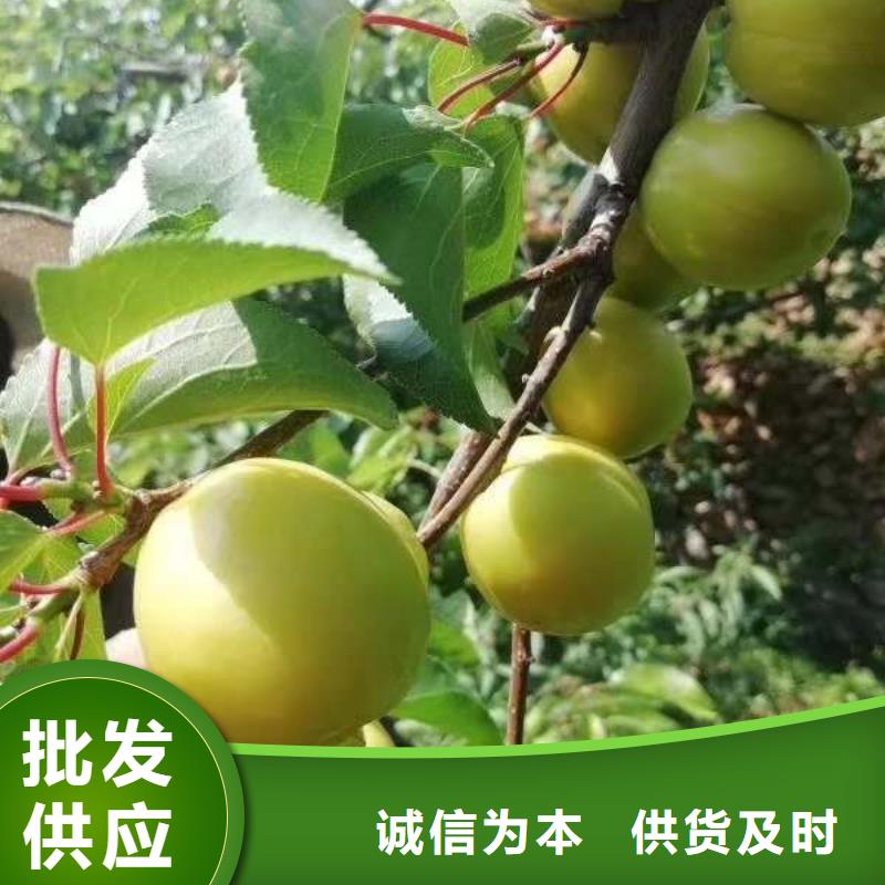 真材实料加工定制(润鑫)大规格5-10公分杏树苗价格大量  