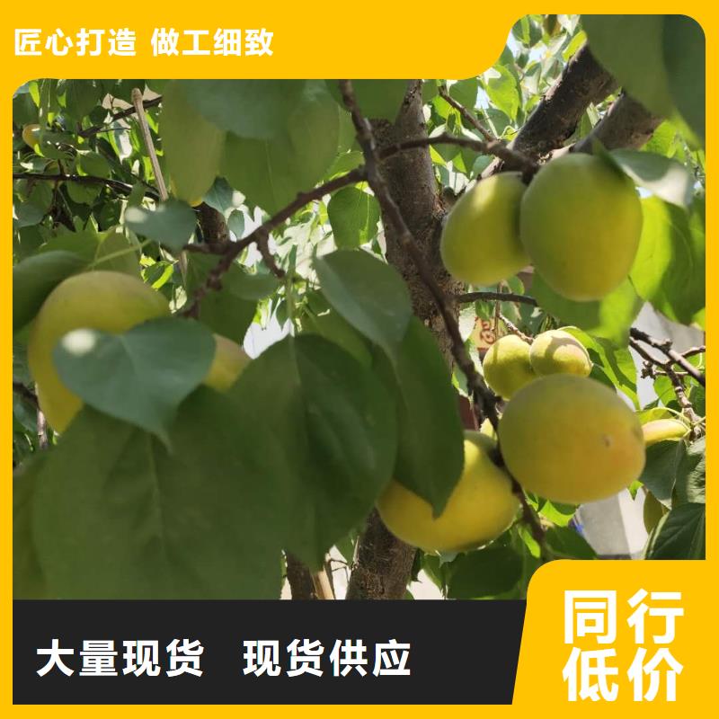(润鑫)凌海大规格5-10公分杏树苗品种纯
