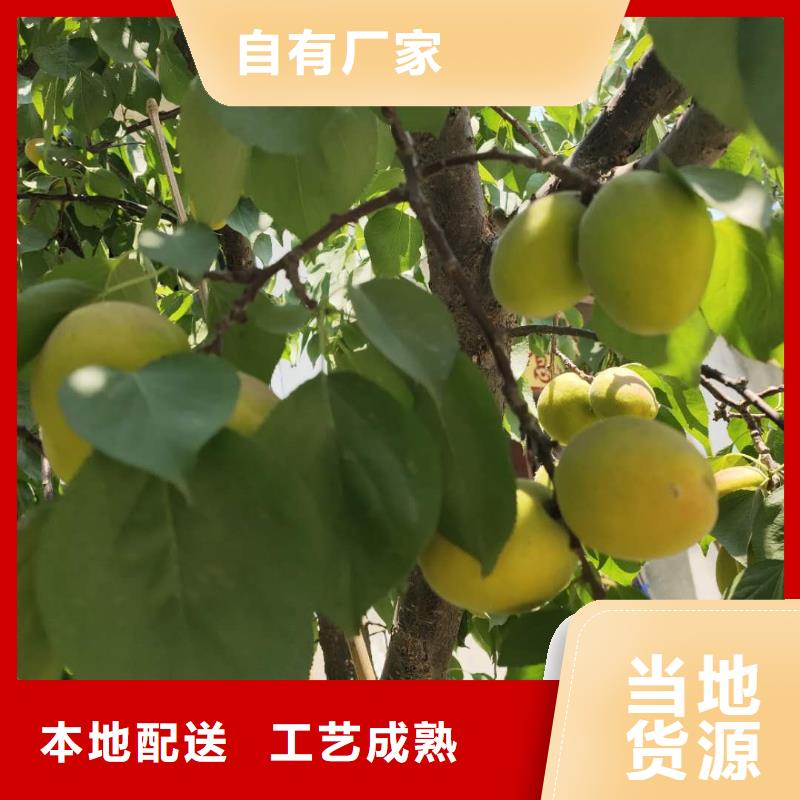 (润鑫)潞城荷兰蜜香杏树苗栽培管理技术