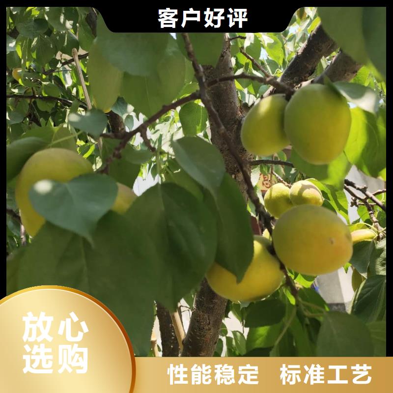 【润鑫】蚌山珍珠油杏树苗种苗大量供应价格低