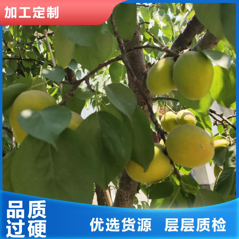 专业生产制造厂[润鑫]定植2-5公分杏树苗价格怎么卖