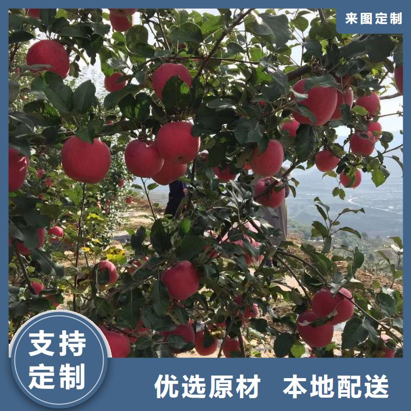 宿豫蛇果苹果树苗保品种成活